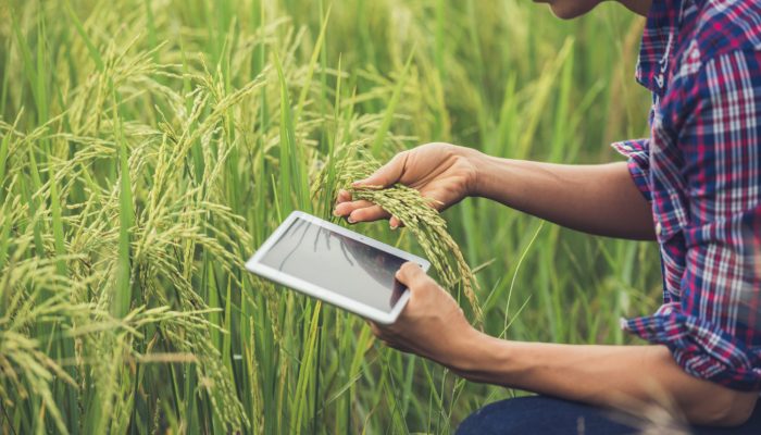 farmer-standing-rice-field-with-tablet